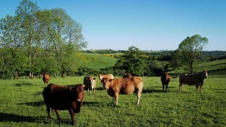Dermatose nodulaire contagieuse des vaches : pour éviter la flambée des cas, des abattages traumatisants