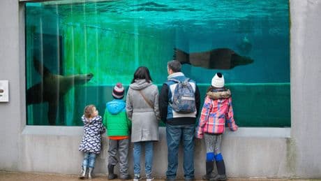 Zeeleeuwen weg uit Amsterdamse dierentuin Artis na meldingen om slechte huisvesting