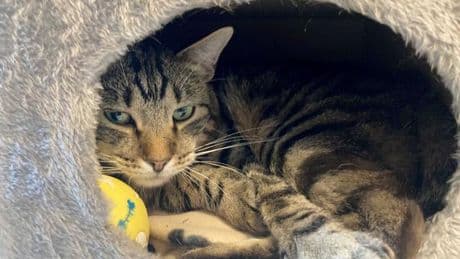 Weltkatzentag: Kleine Notfelle - warum Straßenkatzen so leiden