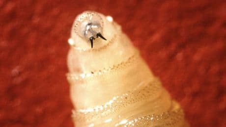 US reports its first ever human case of deadly flesh-eating screwworm