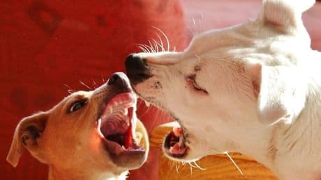 Una investigación revela un macabro comercio internacional de semen de perros de pelea