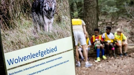 Wie durft er nog te wandelen op de Utrechtse Heuvelrug? ’Wolf Bram vertoont prooigedrag’