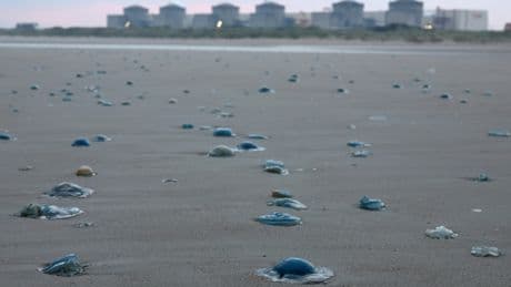 Invasion de méduses à la centrale nucléaire de Gravelines: tous les réacteurs ont redémarré