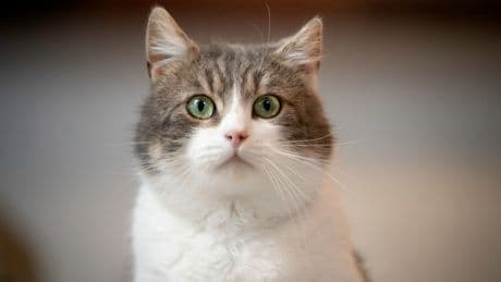 Man left riddled with ulcer-like boils 24 hours after catching bubonic plague from pet cat
