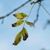 Britain's ash trees evolving resistance to dieback, study shows