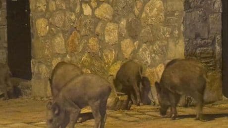 Muğla'da yaban domuzlarıyla mücadele kararı