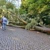 Unwetterfolgen: Bezirksamt Mitte: Parks nach Unwetter vorerst nicht betreten