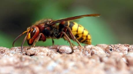 Hornissenstich: So behandeln Sie ihn richtig