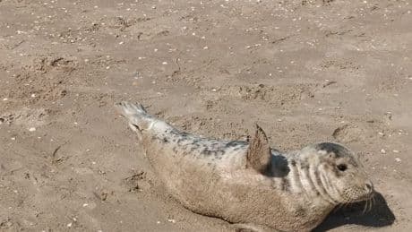 "Il est trop chou": un phoque aperçu sur une plage de Bray-Dunes