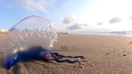 Una puntura letale per l'uomo: allarme Caravella Portoghese anche in Italia
