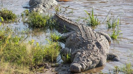 Un influenceur se bat torse nu en Australie avec des crocodiles : une enquête est ouverte