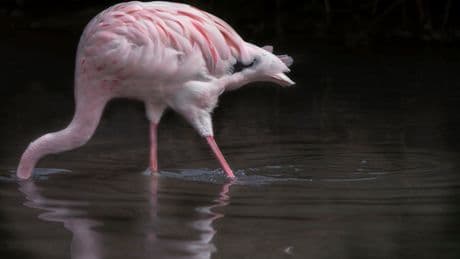 Met hun haaksnavels en kronkelhalzen wervelen flamingo’s hun eten naar binnen