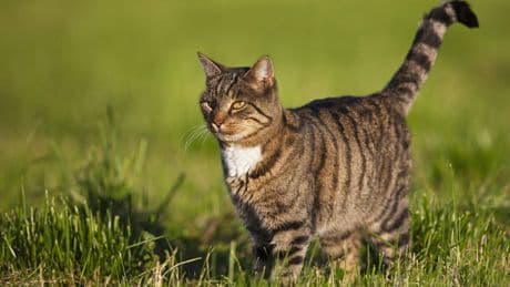 Anatomische Besonderheit: Warum der kleine Schwabbelbauch bei Katzen eine wichtige Aufgabe hat