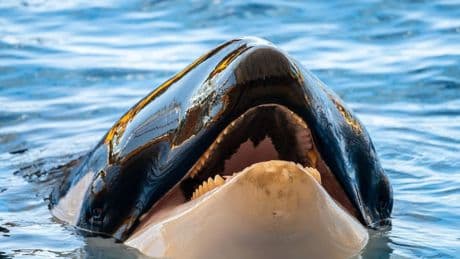 The Jessica Radcliffe Orca Attack Video Is Fake, But Why Is It Even On TikTok?