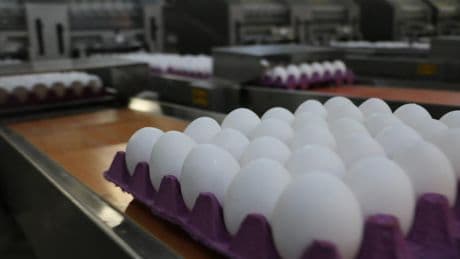 Yumurta fiyatları düştü: 30’lu koli 100 TL