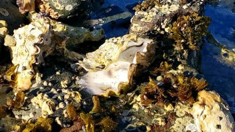 B.C. scientists discover new virus in farmed Pacific oysters during mass die-off