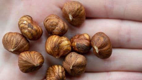 Ernährung: Haselnüsse werden teurer, auch wegen des Klimawandels