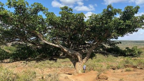 Une nouvelle arme contre le changement climatique ? Au Kenya, des arbres transforment le CO₂ en pierre