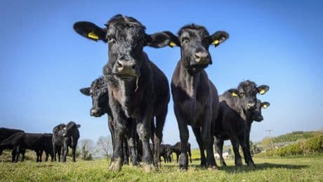 Supermarkets have no plans to sell American beef as politicians thrash out Trump trade deal