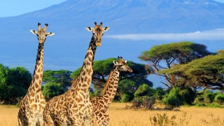 Giraffe genitalia among hundreds of body parts imported by trophy hunters