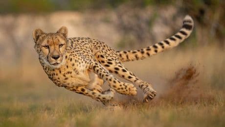 Nature’s Comeback: Why Clean Energy Is Biodiversity’s Best Ally