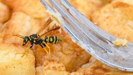 Wespenalarm beim Essen - Tipps für entspannte Mahlzeiten