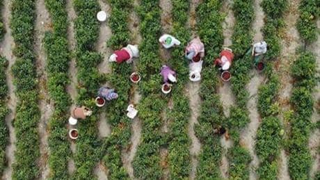 Çiftçilere destek ödemesi bugün yapılacak
