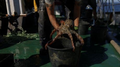 Growing appetite for octopus threatens future of iconic dish
