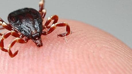 Ölümler artıyor! Keneden bulaşan KKKA'ya karşı hayat kurtaran uyarılar
