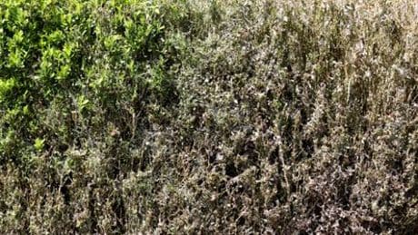 Garten: Buchsbaumzünsler bekämpfen - Was hilft gegen die Raupen?