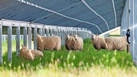 Wie Solarparks der Natur helfen sollen