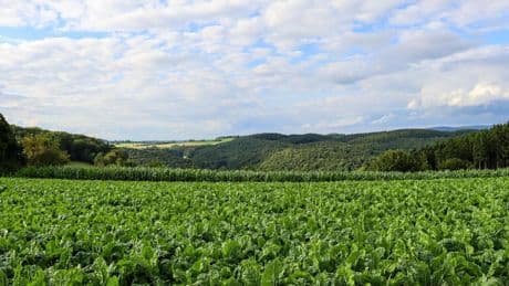 Los top semanales del Índice de la Digitalización: producir energía a partir de plantas vivas o residuos nucleares