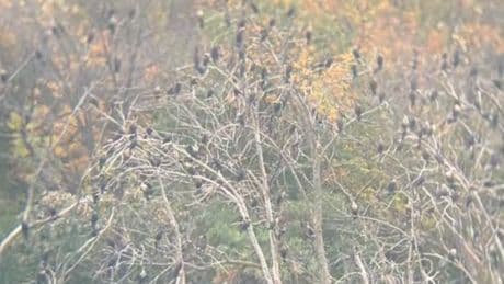 When nature calls: Minnesota residents fume after 14,500 pounds of bird droppings fall in local lake