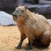 Un zoo chinois retrouve un capybara fugitif après deux mois de cavale