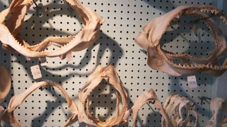 Wildlife Trafficking Goes Digital And Conservationists Are Racing To Catch Up