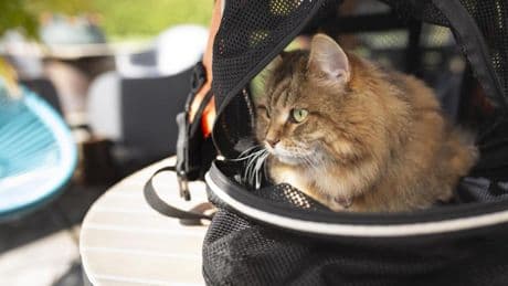 Tengo este transportín para mi gato y es la mejor compra que he podido hacer (para él y para mí)