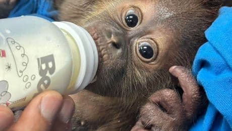 Tierschmuggel in Thailand - Süßes Orang-Utan-Duo mit Babyflasche gerettet