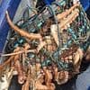 Fishermen's fury as 'disaster' octopus invasion destroys their catch thanks to woke rule allowing predators to 'treat them like McDonald's