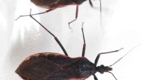 The Deadly ‘Kissing Bug’ Disease Has Quietly Spread Across the U.S. What Is It?