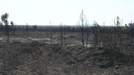 Gobierno y PP entran en una guerra competencial mientras los incendios no aflojan