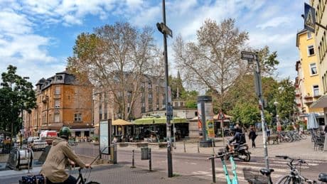 Fall in Frankfurt: Warum töten Menschen Bäume?