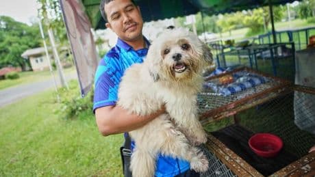 Thailand sets up safe spaces for pets whose owners fled border violence