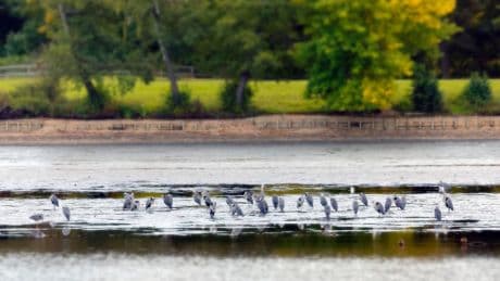 Nürnberg: Warnung vor Blaualgen-Gefahr im Kleinen Dutzendteich