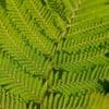 Plantendiefstal-epidemie treft tuinierende Britten