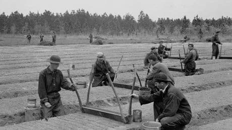 A century ago, the government hired unemployed young men to build America's forests, trails, and parks. Photos show FDR's 'tree army.'