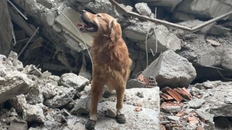 Kurtarma köpeği Killian, hayatını kaybetti: Depremde 18 kişinin hayatını kurtarmıştı