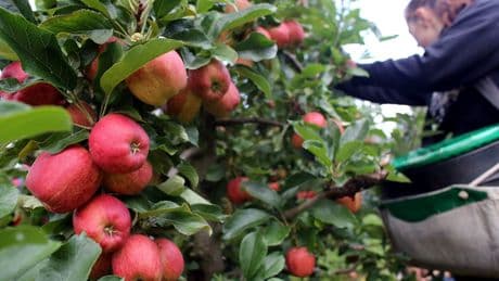 Government exploring making farms and supermarkets pay to bring foreign farm workers to the UK