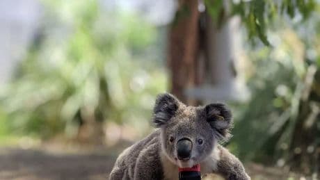 Fatale Momente: Koalas leben im Baum - und sterben am Boden
