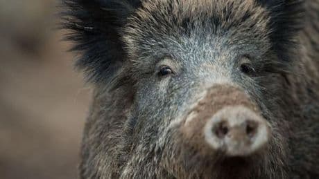 Tierseuche: Ausbreitung der Schweinepest in Hessen befürchtet