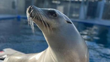 Ronan, l’otarie qui joue les métronomes